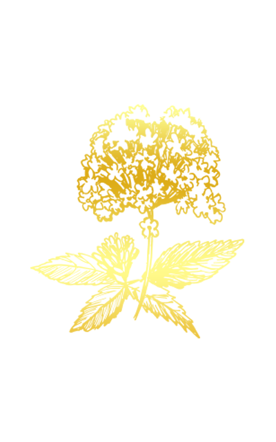 Plante dorée